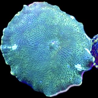 WYSIWYG 36F Spotted Water Melon Mushroom