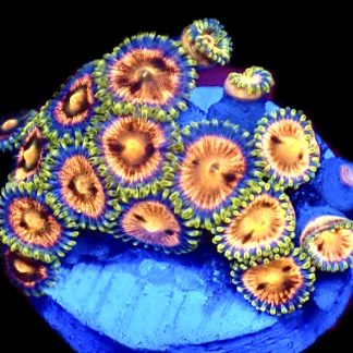 WYSIWYG Zoanthid Frag C3