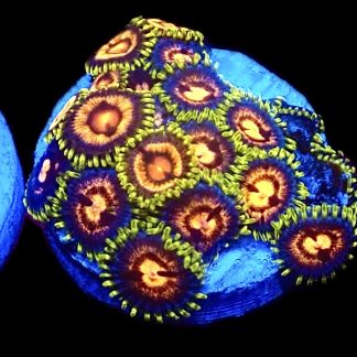 Planet Azure Zoanthid (12+ Polyps )