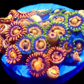 WYSIWYG Zoanthid Frag C11