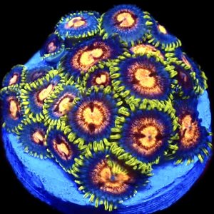 WYSIWYG Zoanthid Frag C14