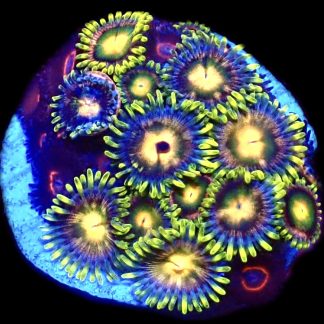 WYSIWYG Zoanthid Frag C15