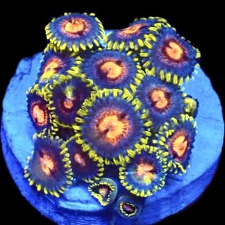 WYSIWYG Zoanthid Frag C16