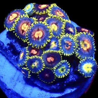 WYSIWYG Zoanthid Frag C18