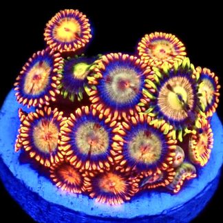 WYSIWYG Zoanthid Frag C19