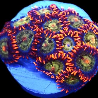 WYSIWYG Zoanthid Frag C20