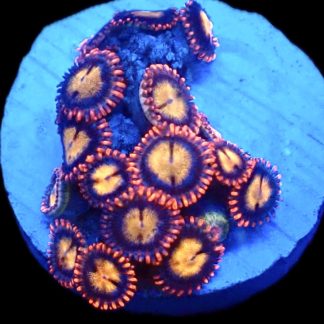 WYSIWYG Zoanthid Frag C21