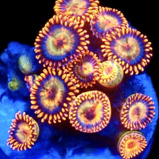 WYSIWYG Zoanthid Frag C23