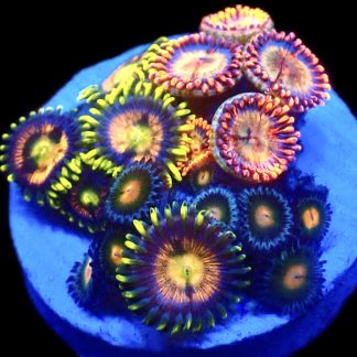 WYSIWYG Zoanthid Frag C24