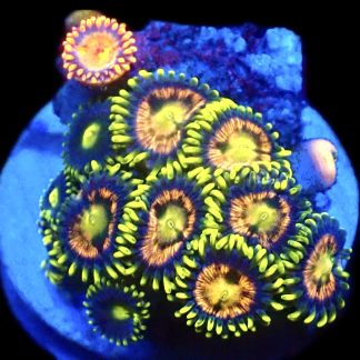 WYSIWYG Zoanthid Frag C25