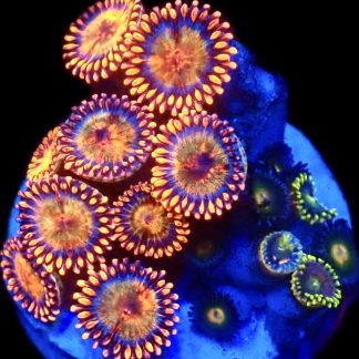 WYSIWYG Zoanthid Frag C27