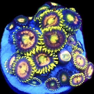 WYSIWYG Zoanthid Frag C28