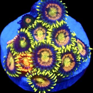 WYSIWYG Zoanthid Frag C29