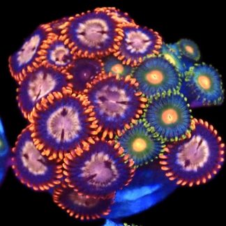 WYSIWYG Zoanthid Frag C30