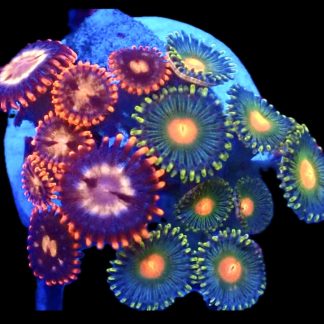 WYSIWYG Zoanthid Frag C31