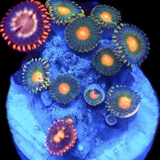 WYSIWYG Zoanthid Frag C32