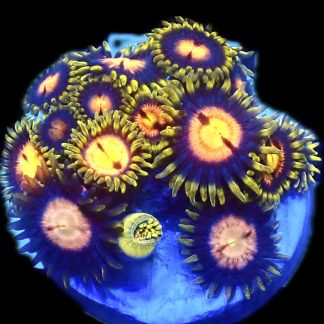 WYSIWYG Zoanthid Frag R1