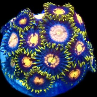 WYSIWYG Zoanthid Frag R3