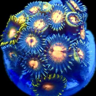WYSIWYG Zoanthid Frag R4