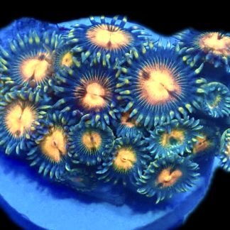 WYSIWYG Zoanthid Frag R5