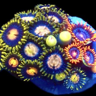 WYSIWYG Zoanthid Frag R6
