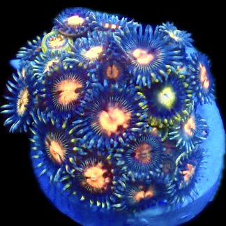 WYSIWYG Zoanthid Frag R8