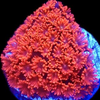 Red Hot Goniopora Frag 25+ Polyps