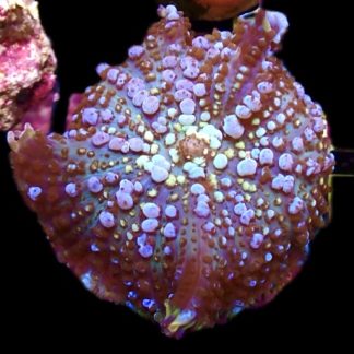 WYSIWYG T2 Nuclear Bounce Mushroom Large