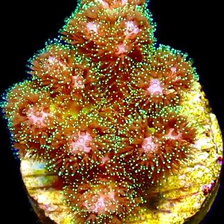 WYSIWYG 17K Sparkling Tinsel Pocillopora