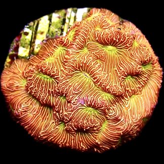 WYSIWYG 18J Jack O' Lantern Leptoseris Frag