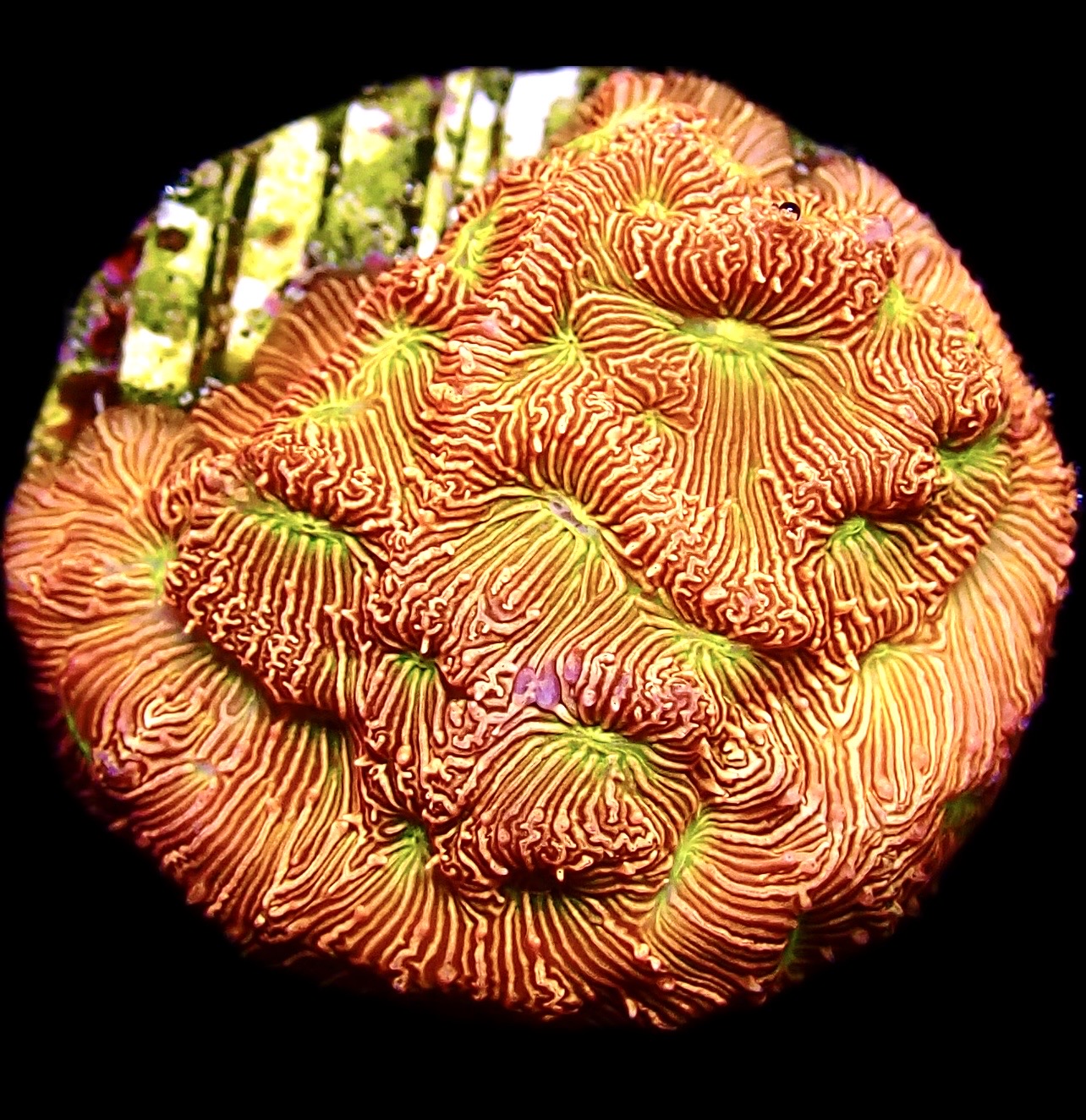 WYSIWYG 18J Jack O' Lantern Leptoseris Frag