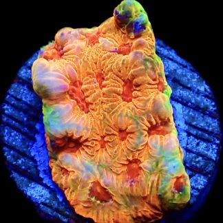 WYSIWYG 15K Fascination Favia Frag