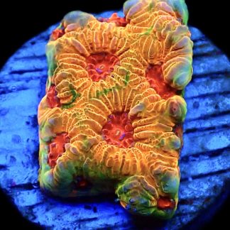 WYSIWYG 17L Fascination Favia Frag