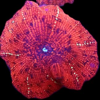 WYSIWYG 36A Spiderman Mushroom