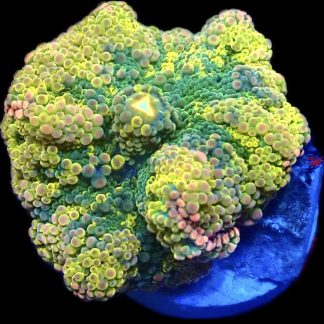 WYSIWYG South Pacific Rainbow Ricordea Yuma 1