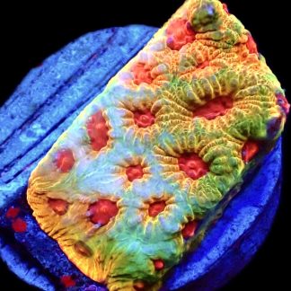 WYSIWYG 19C Tropic Thunder Montipora Frag