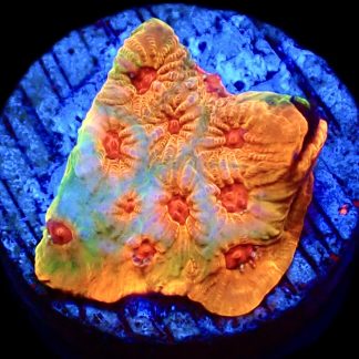 WYSIWYG 17C Fascination Favia Frag