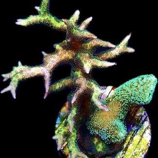 WYSIWYG 28C Fibre Optic / Limeberry Seriatopora On Same Plug