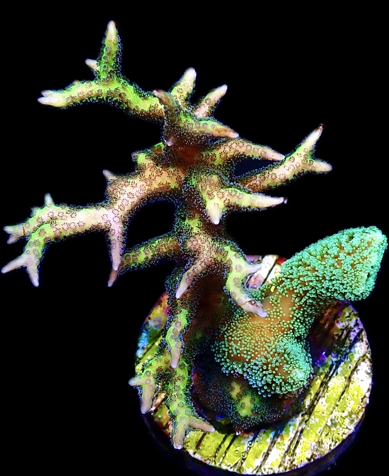 WYSIWYG 28C Fibre Optic / Limeberry Seriatopora On Same Plug