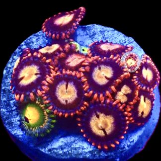 WYSIWYG Zoanthid Frag C22