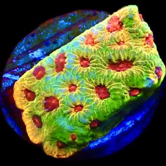 WYSIWYG 15B Fascination Favia Frag