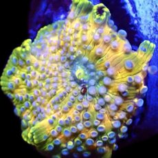 WYSIWYG 32J Blue Spotted Discosoma Mushroom