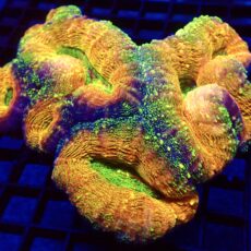 WYSIWYG Australian Rainbow Lobophyllia Colony XXL ( 120mm )