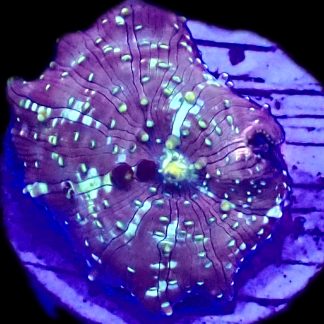 WYSIWYG A11 Raspberry Ripple Mushroom