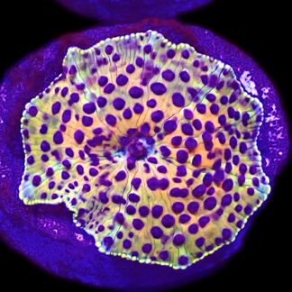 WYSIWYG A11 Blue Spotted Discosoma Mushroom