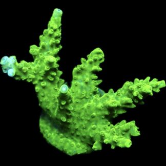 WYSIWYG 20i Metallic Slimer Acropora Large