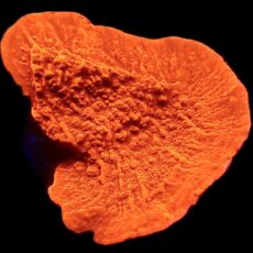 WYSIWYG 8C Orange Plating Montipora Frag Large