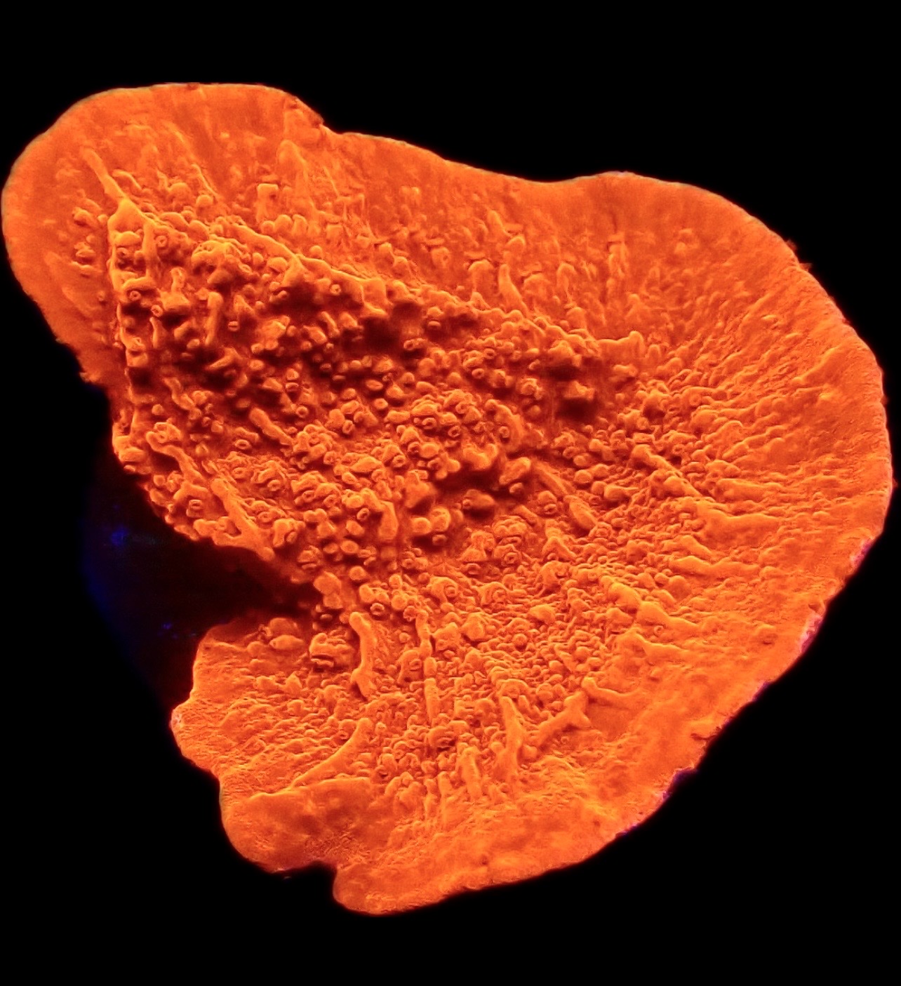 WYSIWYG 8C Orange Plating Montipora Frag Large