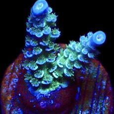 WYSIWYG 18G Acropora Tenius Frag