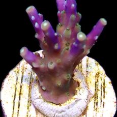 WYSIWYG M3 Purple Monster Acropora Frag